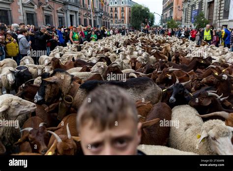 Madrid, Madrid, Spain. 22nd Oct, 2023. More than 1,000 sheep walk through the center of Madrid ...