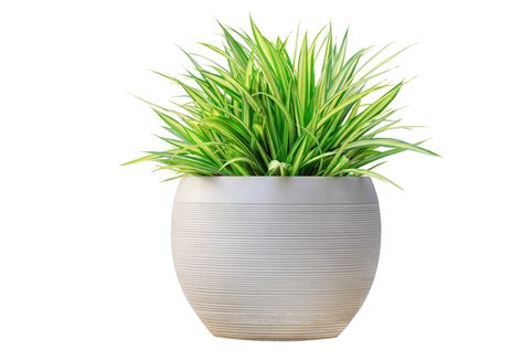 Tree Pot PNGs for Free Download