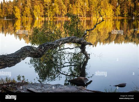 Hiking and camping in Nuuksio National Park Stock Photo - Alamy