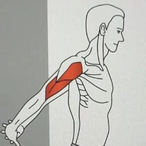 Biceps stretching exercise: Benefits, type of exercise, How to do?