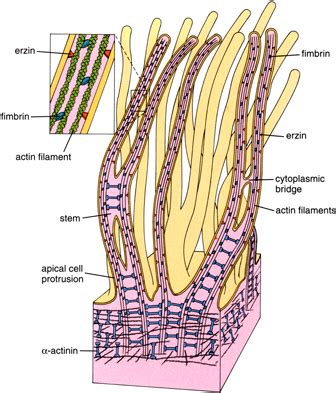 microvilli - meddic