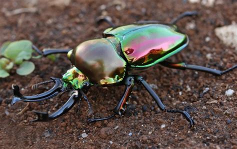 Rainbow Stag Beetle Steals the Show With Incredible Colors | Featured ...