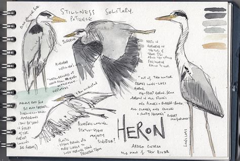 Bird of the Month January: Grey Heron - Hannah Longmuir