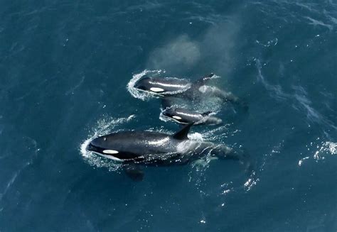 Famous pod of orcas seen in Monterey Bay for first time since 2011