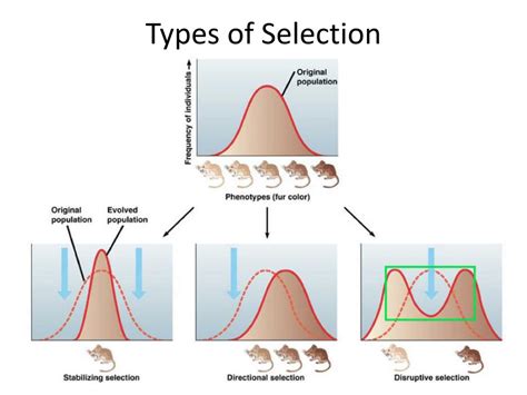 PPT - Natural Selection & Adaptation PowerPoint Presentation, free ...