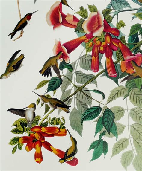 Plate 047 Ruby Throated Hummingbird, Princeton Audubon Print – Audubon ...