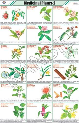 Medicinal Plants-ii Chart Dimensions: 58 A 90 Centimeter (cm) at Best Price in New Delhi | N. C ...