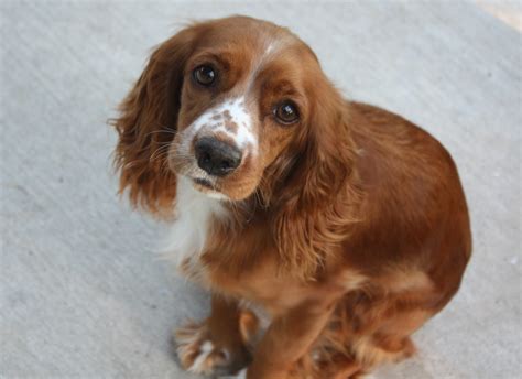 Bailey :: Houston Cocker Spaniel Rescue