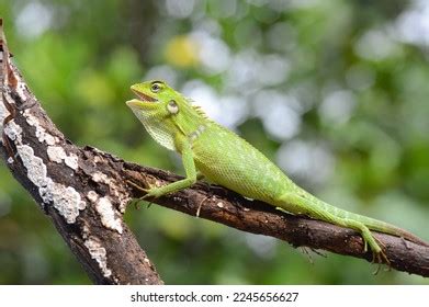 4,835 Agamidae Lizard Images, Stock Photos & Vectors | Shutterstock