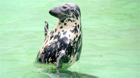 Seals will have designated coasts in Alaska that will serve as their ...