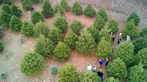 Campbell’s Christmas Tree Farm – Tennessee Christmas Tree Growers