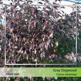 Gray Dogwood