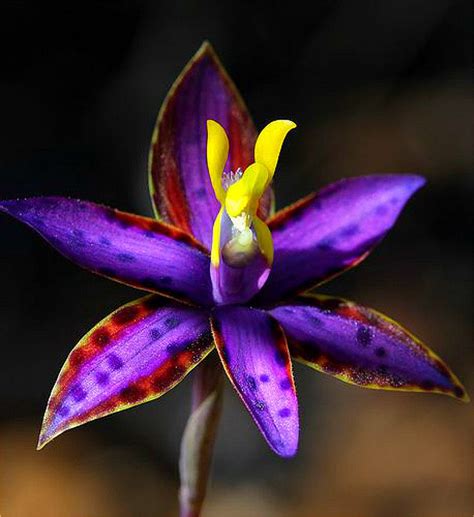 2020 30 Grains Rare Butterfly Orchid Seeds Flower Seeds Indoor Potted ...