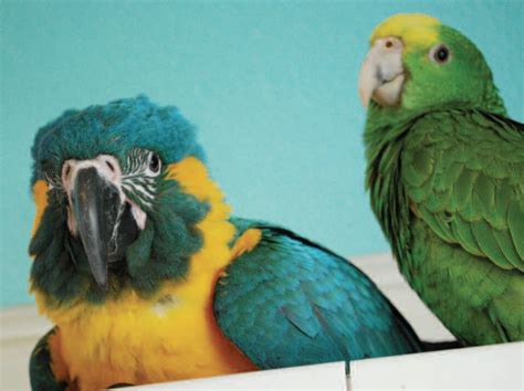 Flown the Coop? When a Flighted Parrot Escapes – INT – World Parrot Trust WP