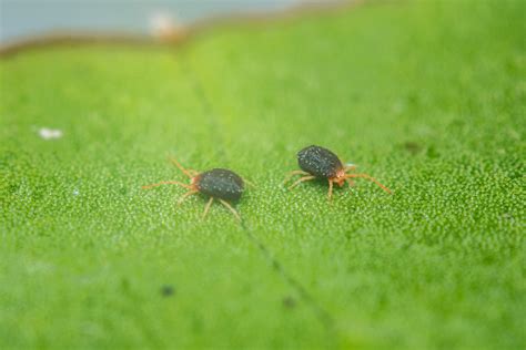 Blog | Clover Mites in St. Louis, MO | McCarthy Pest & Termite Control