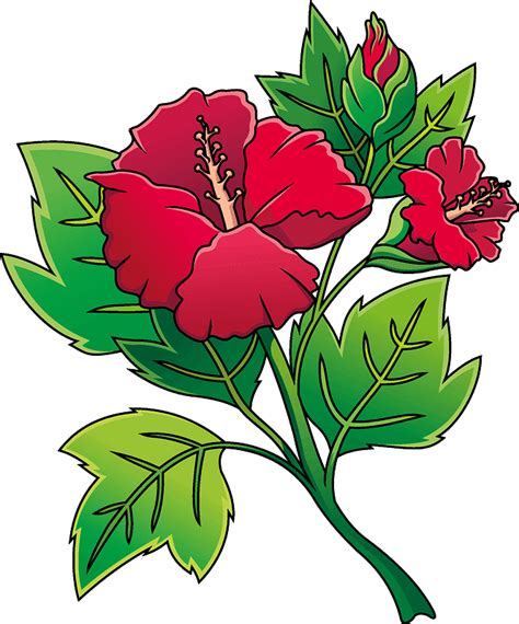 Hibiscus Clipart Transparent Background - ClipartLib