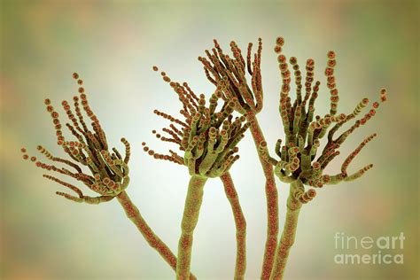 Penicillium Roqueforti Fungus Photograph by Kateryna Kon/science Photo Library - Fine Art America