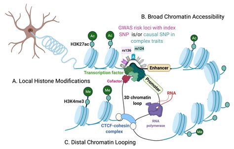 IJMS | Free Full-Text | Chromatin Profiling Techniques: Exploring the Chromatin Environment and ...