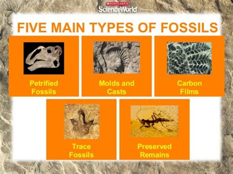 Fossils