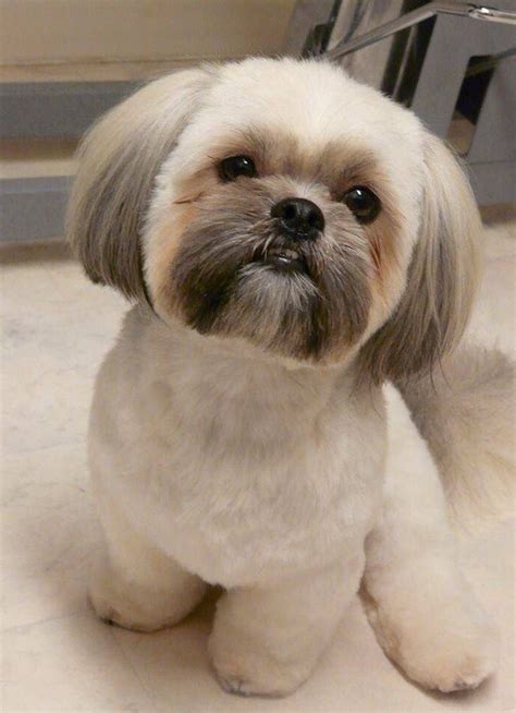 ️Shih Tzu Grooming Hairstyles Free Download| Gmbar.co