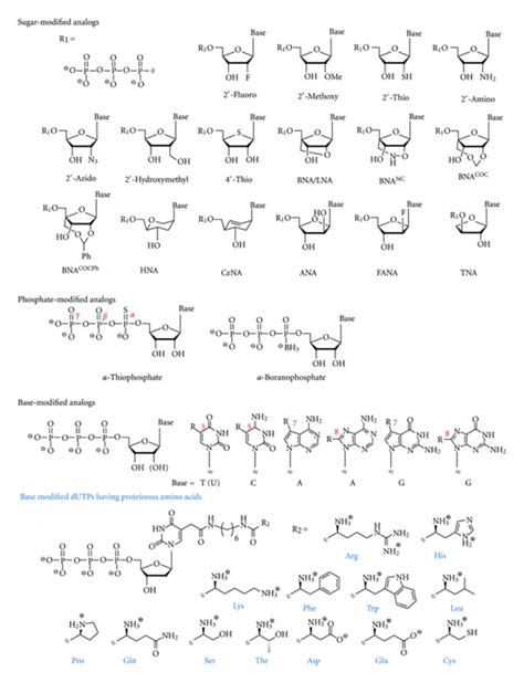 Examples of modified nucleoside triphosphates that act as substrates ...