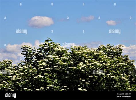 The beautiful nature of Latvia Stock Photo - Alamy