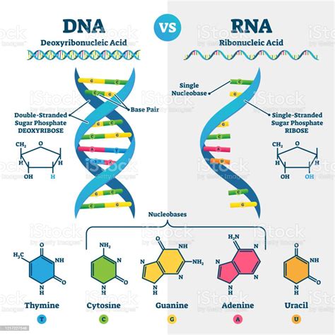 Dna Vs Rna Vector Illustration Educational Genetic Acid Explanation Scheme Stock Illustration ...