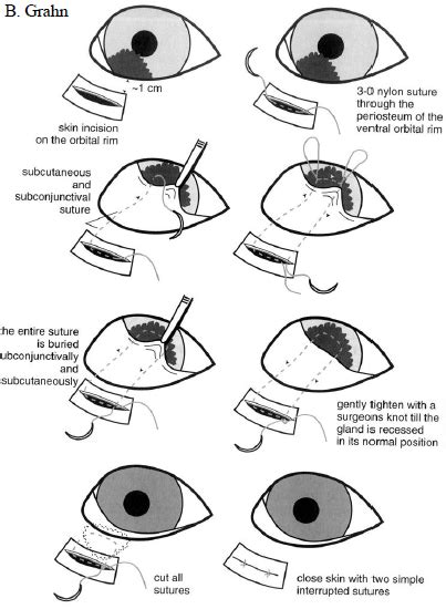 cherry eye surgery for case study | Dogs | Pinterest | Dog