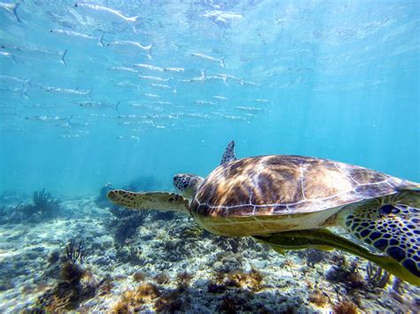 The Complete Guide to Swimming with Sea Turtles in Akumal Bay!