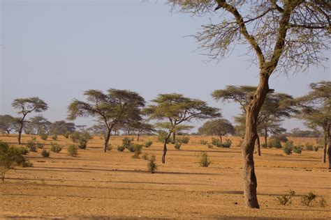 Wildlife In The Sahel