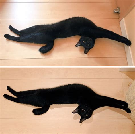 People Are Posting Pics Of Their Cats Stretching, And It’s Hilarious (198 Pics) | Bored Panda