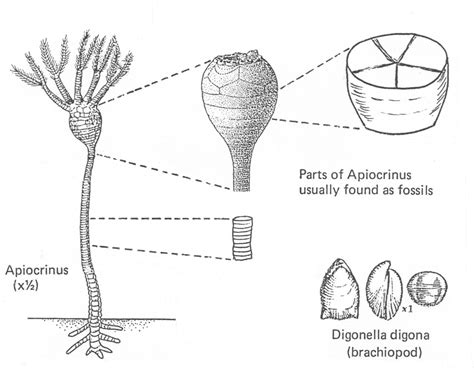 Crinoid Diagram