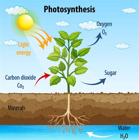 Diagram showing process of photosynthesis in plant 1972165 Vector Art at Vecteezy