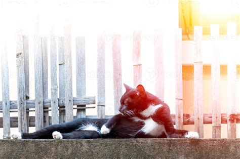 black cat relaxing on fence ,Animal portrait Black kitten 21810121 ...