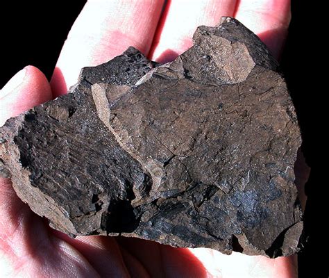 Montan Wax-Bearing Lignite From The Ione Formation, California