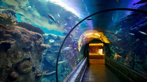 Aquarium Shark Reef du Mandalay Bay, NV, USA : locations de vacances ...