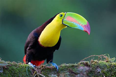 Toucans in Three Acts - Sweet Light Photos