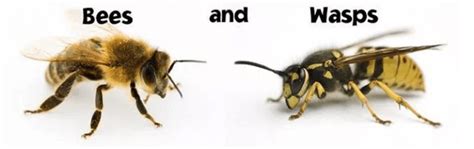 Bee vs Wasp Sting Venom: Truth and Chemical Myths