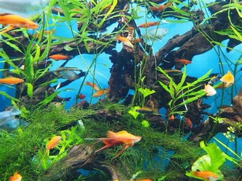 Premium Photo | A fish tank with a green plant in the background