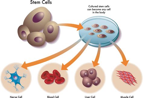 The state of the science in culturing totipotent stem cells