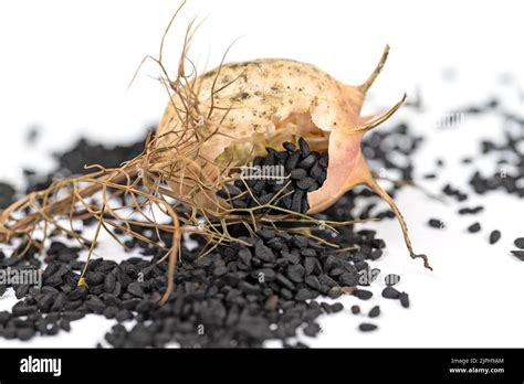 Black cumin seeds, Nigella sativa Stock Photo - Alamy