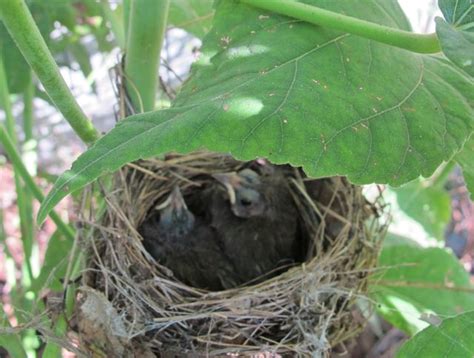 Julie Zickefoose on Blogspot: Indigo Bunting Nest-Part Four