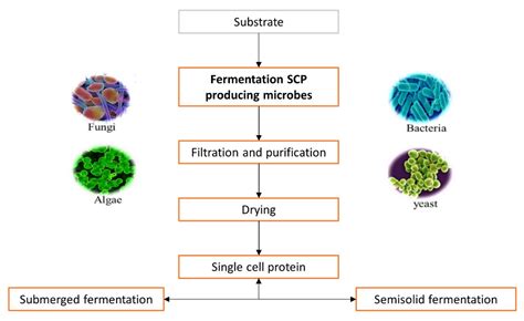 Microbial Fermentation Cell Banking