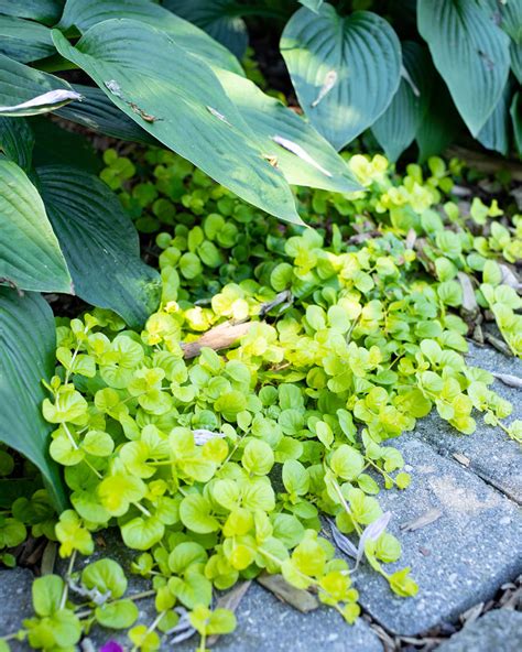 How to Grow Creeping Jenny - The Creek Line House