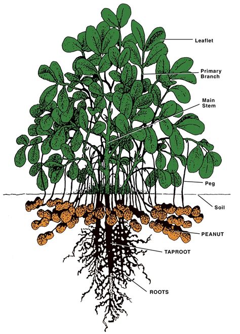 The peanut plant | Cultivo de plantas, Plantación de árboles, Huerto urbano