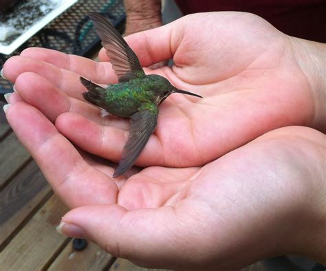 hummingbird in the hand | Love birds pet, Hummingbird photos, Feed hummingbirds