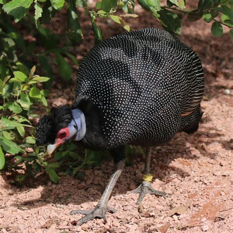 Crested Guinea Fowl