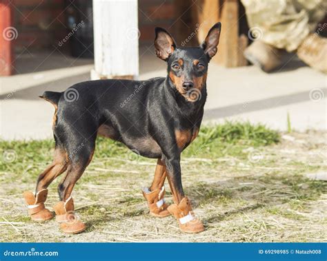 Brown Dog Walking on the Grass in Brown Boots Stock Image - Image of ...