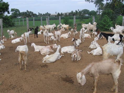 TNAU Agritech Portal :: Sustainable Agriculture