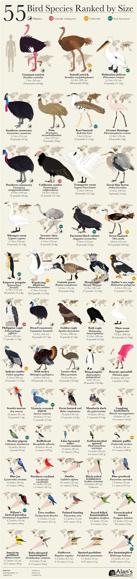 55 Amazing Birds Ranked By Size | Daily Infographic